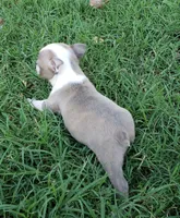 AKC Lucy, a female Boston Terrier for sale in Hidden Valley Lake, CA – 5 of 5