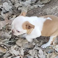 processed/2e1a0176-7ce2-4dfd-8c7d-e15d1324b21e/listing/199dc6cd-3fbf-4b1f-b5f3-d57040684d5e/67825954-b64e-46dd-bbc9-b63f15721e8d