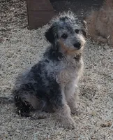 Dexter, a male Aussiedoodle and Miniature Aussiedoodle for sale in Hidden Valley Lake, CA – 6 of 6