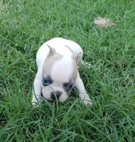 AKC Hazel, a female Boston Terrier for sale in Hidden Valley Lake, CA – 3 of 5