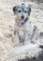 Dexter, a male Aussiedoodle and Miniature Aussiedoodle for sale in Hidden Valley Lake, CA – 4 of 6