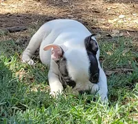 AKC Duke, a male Boston Terrier for sale in Hidden Valley Lake, CA – 2 of 5