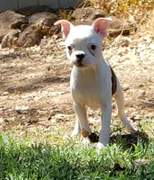 AKC Rosie, a female Boston Terrier for sale in Hidden Valley Lake, CA – 2 of 6