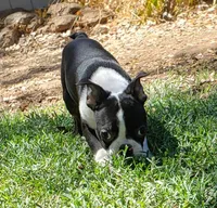 AKC Buddy, a male Boston Terrier for sale in Hidden Valley Lake, CA – 5 of 5