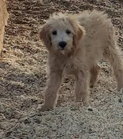 Ruby, a female Aussiedoodle and Miniature Aussiedoodle for sale in Hidden Valley Lake, CA – 4 of 7