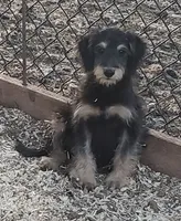 Sadie, a female Aussiedoodle and Miniature Aussiedoodle for sale in Hidden Valley Lake, CA – 2 of 3