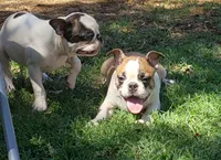 AKC Boomer, a male Boston Terrier for sale in Hidden Valley Lake, CA – 3 of 7