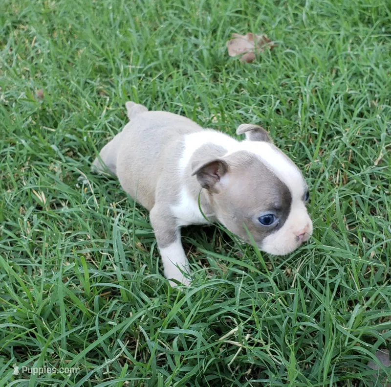 AKC Lucy – Boston Terrier puppy for sale in Hidden Valley Lake, CA