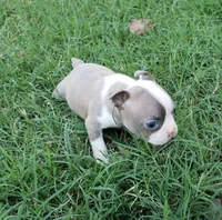 AKC Lucy, a female Boston Terrier for sale in Hidden Valley Lake, CA – 1 of 5