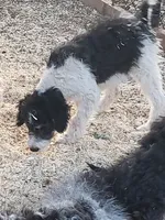 Roxy, a female Aussiedoodle and Miniature Aussiedoodle for sale in Hidden Valley Lake, CA – 3 of 5
