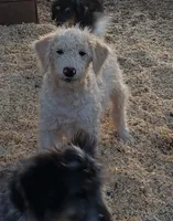 Cody, a male Aussiedoodle and Miniature Aussiedoodle for sale in Hidden Valley Lake, CA – 3 of 4