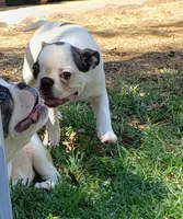 AKC Winston, a male Boston Terrier for sale in Hidden Valley Lake, CA – 8 of 8