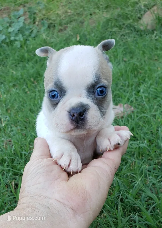 AKC Hazel – Boston Terrier puppy for sale in Hidden Valley Lake, CA