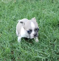 AKC Teddy, a male Boston Terrier for sale in Hidden Valley Lake, CA – 3 of 5
