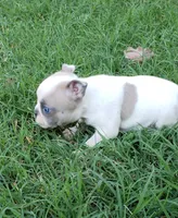 AKC Hazel, a female Boston Terrier for sale in Hidden Valley Lake, CA – 2 of 5