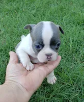 AKC Penny, a female Boston Terrier for sale in Hidden Valley Lake, CA – 3 of 6