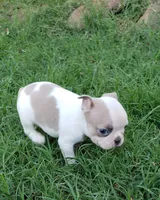 AKC Ace, a male Boston Terrier for sale in Hidden Valley Lake, CA – 1 of 8