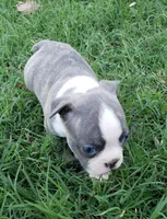 AKC Daisy, a female Boston Terrier for sale in Hidden Valley Lake, CA – 3 of 5