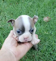 AKC Lucy, a female Boston Terrier for sale in Hidden Valley Lake, CA – 3 of 5