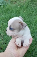 AKC Ace, a male Boston Terrier for sale in Hidden Valley Lake, CA – 8 of 8