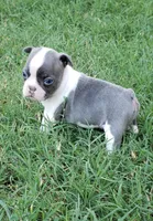 AKC Penny, a female Boston Terrier for sale in Hidden Valley Lake, CA – 2 of 6