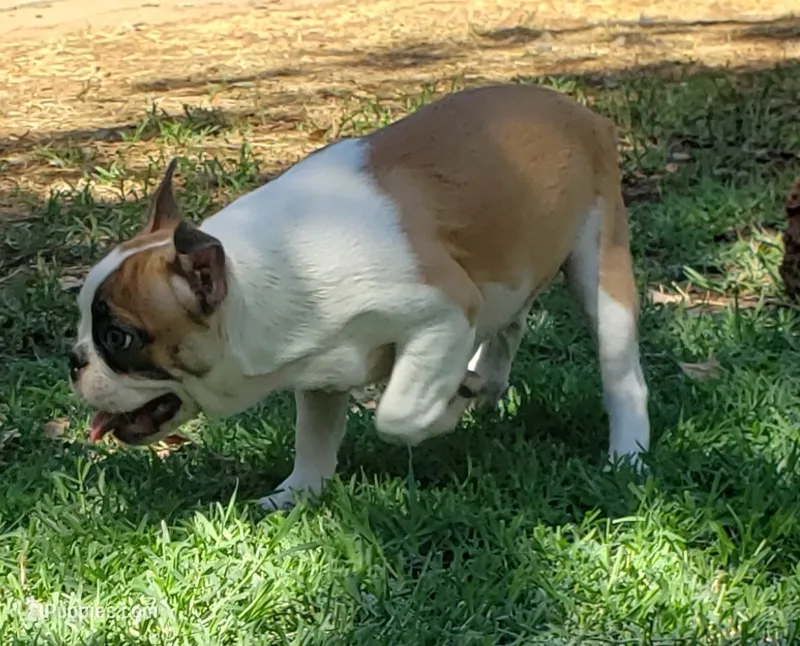 AKC Boomer – Boston Terrier puppy for sale in Hidden Valley Lake, CA