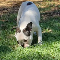 AKC Winston, a male Boston Terrier for sale in Hidden Valley Lake, CA – 7 of 8