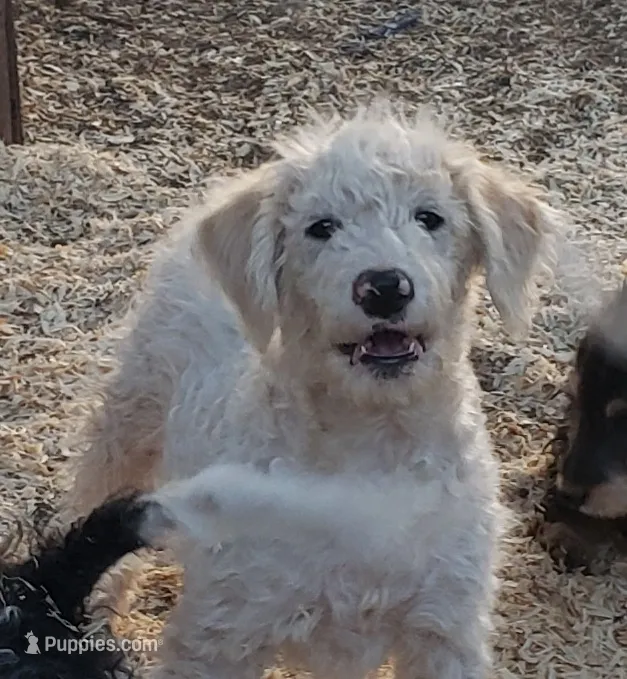 Cody – Aussiedoodle, Miniature Aussiedoodle puppy for sale in Hidden Valley Lake, CA