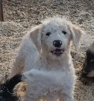 Cody, a male Aussiedoodle and Miniature Aussiedoodle for sale in Hidden Valley Lake, CA – 1 of 4
