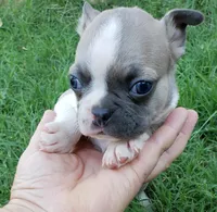 AKC Teddy, a male Boston Terrier for sale in Hidden Valley Lake, CA – 2 of 5