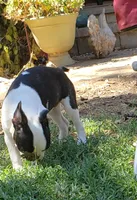 AKC Tucker, a male Boston Terrier for sale in Hidden Valley Lake, CA – 3 of 5