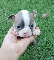 AKC Lucy, a female Boston Terrier for sale in Hidden Valley Lake, CA – 4 of 5