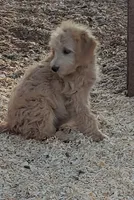 Ruby, a female Aussiedoodle and Miniature Aussiedoodle for sale in Hidden Valley Lake, CA – 2 of 7