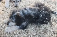 Blue, a male Aussiedoodle and Miniature Aussiedoodle for sale in Hidden Valley Lake, CA – 4 of 5