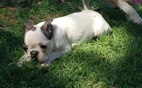 AKC Winston, a male Boston Terrier for sale in Hidden Valley Lake, CA – 6 of 8