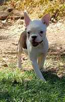 AKC Rosie, a female Boston Terrier for sale in Hidden Valley Lake, CA – 6 of 6