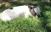 AKC Winston, a male Boston Terrier for sale in Hidden Valley Lake, CA – 4 of 8