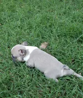 AKC Teddy, a male Boston Terrier for sale in Hidden Valley Lake, CA – 5 of 5