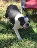 AKC Gus, a male Boston Terrier for sale in Hidden Valley Lake, CA – 2 of 4