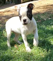 AKC Duke, a male Boston Terrier for sale in Hidden Valley Lake, CA – 4 of 5