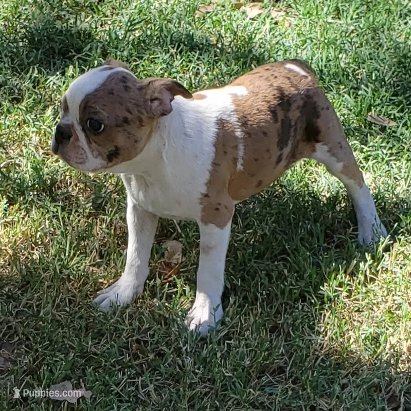  Leo – Boston Terrier puppy for sale in Hidden Valley Lake, CA