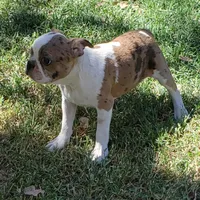 AKC Leo, a male Boston Terrier for sale in Hidden Valley Lake, CA – 2 of 5