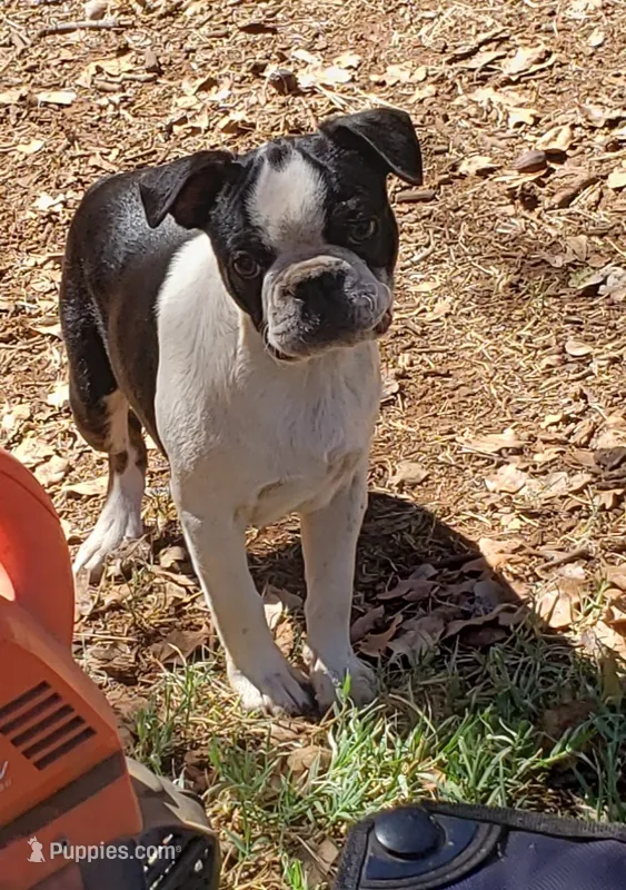 AKC Gus – Boston Terrier puppy for sale in Hidden Valley Lake, CA