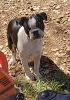 AKC Gus, a male Boston Terrier for sale in Hidden Valley Lake, CA – 1 of 4