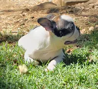AKC Winston, a male Boston Terrier for sale in Hidden Valley Lake, CA – 3 of 8