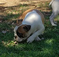 AKC Boomer, a male Boston Terrier for sale in Hidden Valley Lake, CA – 4 of 7