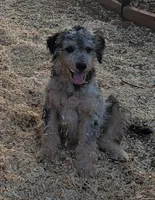 Dexter, a male Aussiedoodle and Miniature Aussiedoodle for sale in Hidden Valley Lake, CA – 2 of 6