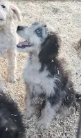 Blue, a male Aussiedoodle and Miniature Aussiedoodle for sale in Hidden Valley Lake, CA – 5 of 5