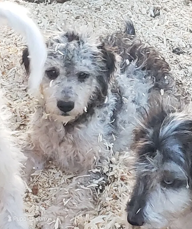 Dexter – Aussiedoodle, Miniature Aussiedoodle puppy for sale in Hidden Valley Lake, CA