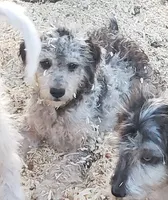 Dexter, a male Aussiedoodle and Miniature Aussiedoodle for sale in Hidden Valley Lake, CA – 1 of 6